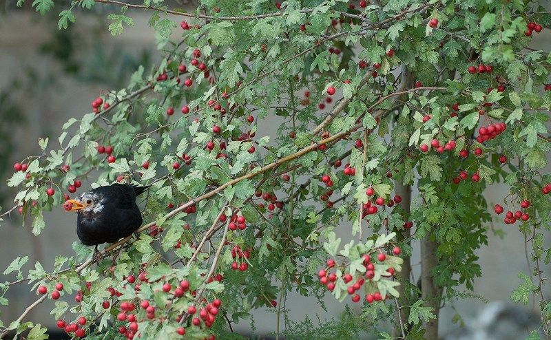 resistente planta el saúco rojo puede iluminar el jardín atraer pájaros
